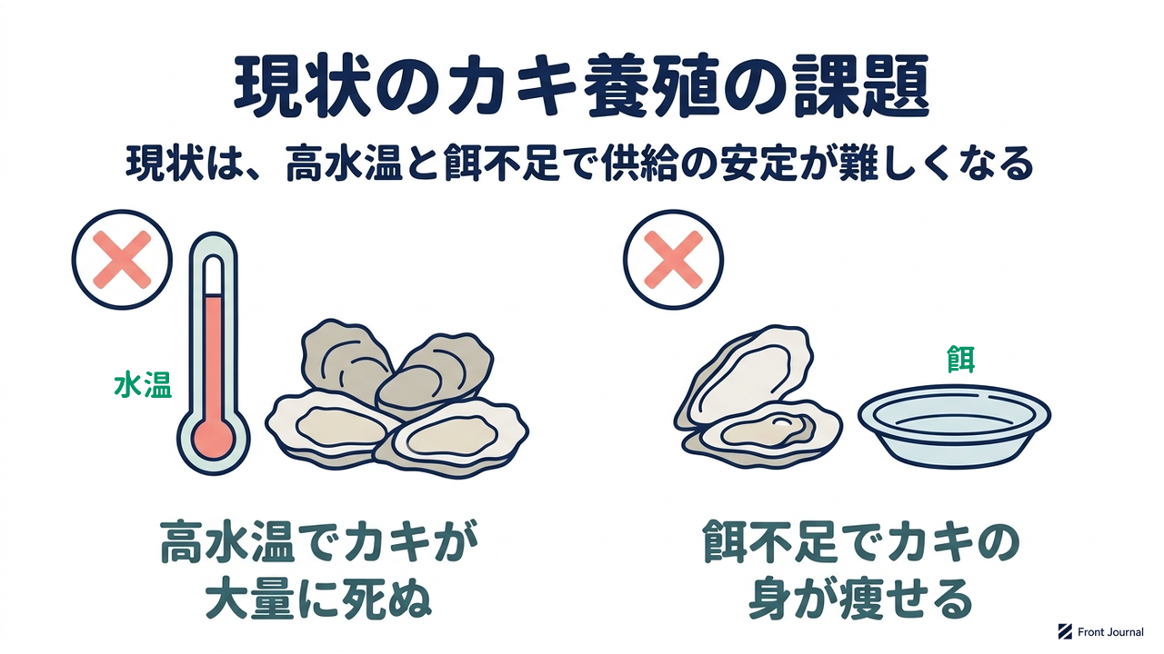 現状のカキ養殖の課題|現状は、高水温と餌不足で供給の安定が難しくなる|高水温でカキが・大量に死ぬ/餌不足でカキの・身が痩せる