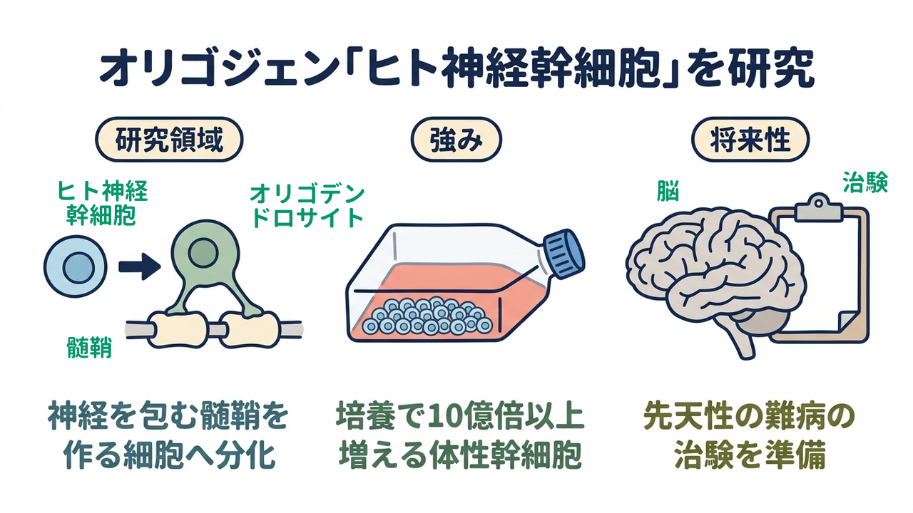 オリゴジェン「ヒト神経幹細胞」を研究｜研究領域=神経を包む髄鞘を・作る細胞へ分化／強み=培養で10億倍以上・増える体性幹細胞／将来性=先天性の難病の・治験を準備