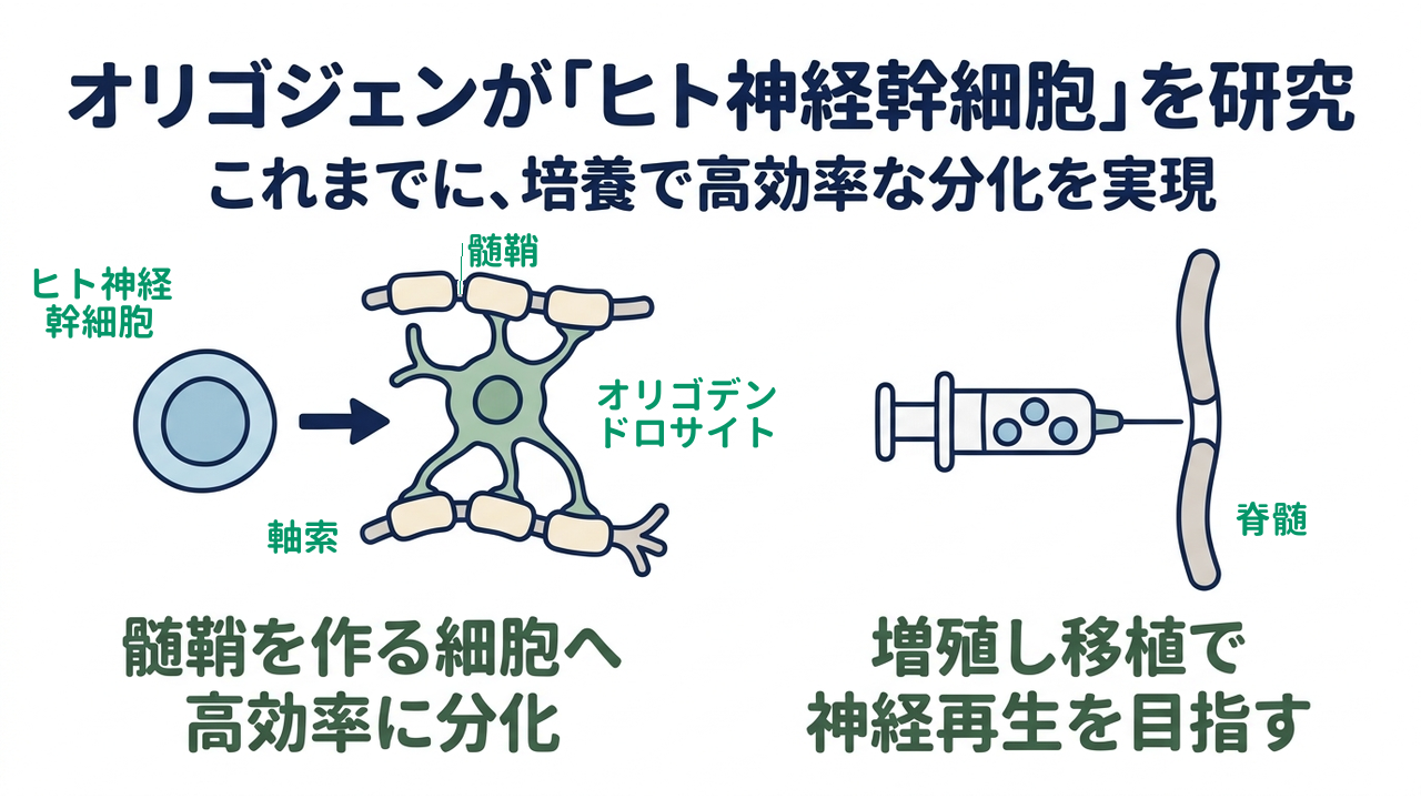 オリゴジェンが「ヒト神経幹細胞」を研究｜これまでに、培養で高効率な分化を実現｜髄鞘を作る細胞へ・高効率に分化／増殖し移植で・神経再生を目指す