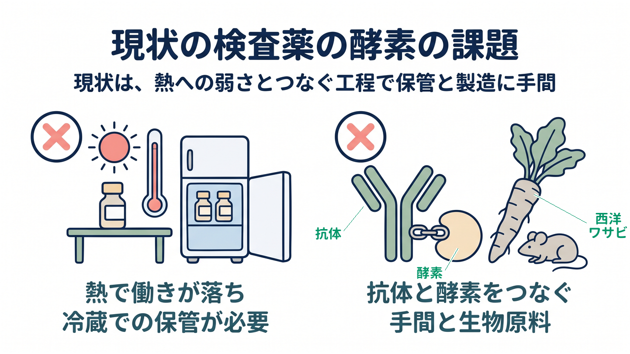 現状の検査薬の酵素の課題|現状は、熱への弱さとつなぐ工程で保管と製造に手間|熱で働きが落ち・冷蔵での保管が必要/抗体と酵素をつなぐ・手間と生物原料