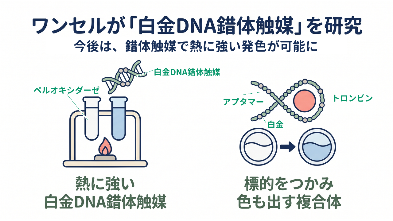 ワンセルが「白金DNA錯体触媒」を研究|今後は、錯体触媒で熱に強い発色が可能に|熱に強い・白金DNA錯体触媒/標的をつかみ・色も出す複合体