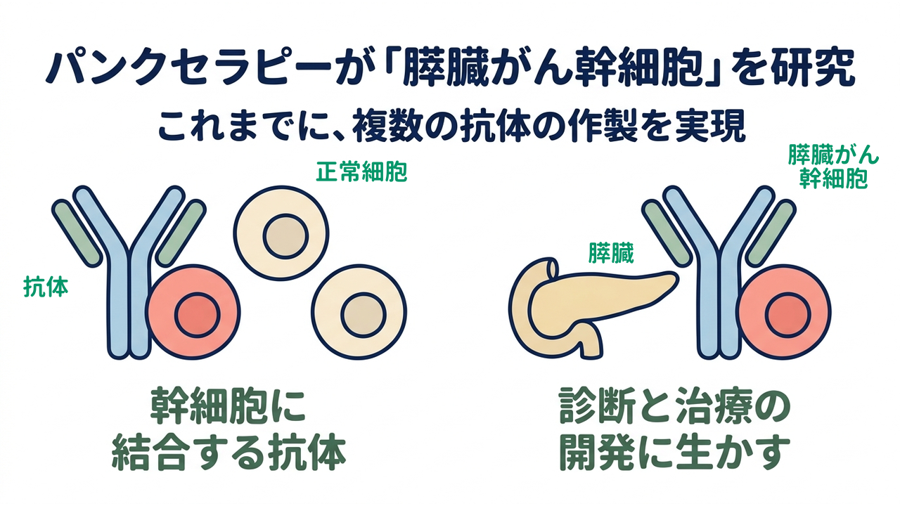 パンクセラピーが「膵臓がん幹細胞」を研究｜これまでに、複数の抗体の作製を実現｜幹細胞に・結合する抗体／診断と治療の・開発に生かす