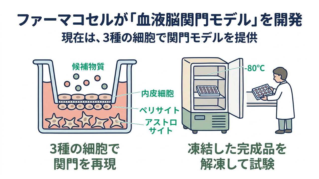 ファーマコセルが「血液脳関門モデル」を開発