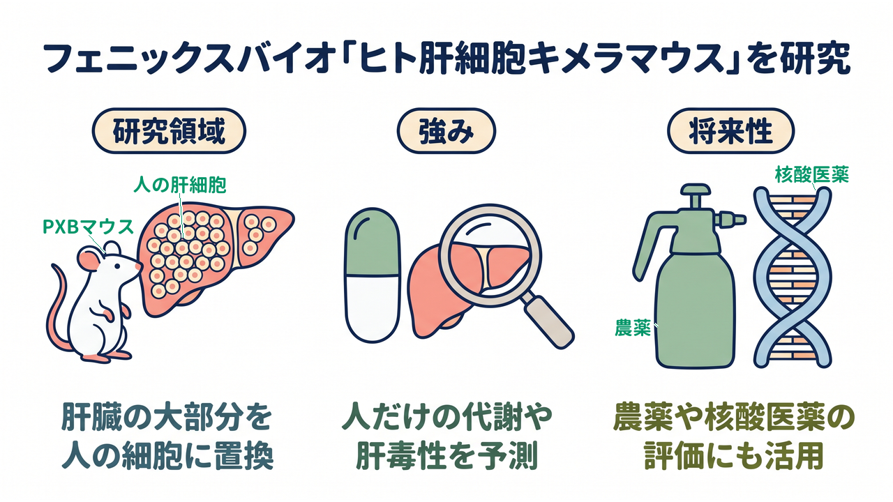 フェニックスバイオ「ヒト肝細胞キメラマウス」を研究|研究領域=肝臓の大部分を・人の細胞に置換/強み=人だけの代謝や・肝毒性を予測/将来性=農薬や核酸医薬の・評価にも活用