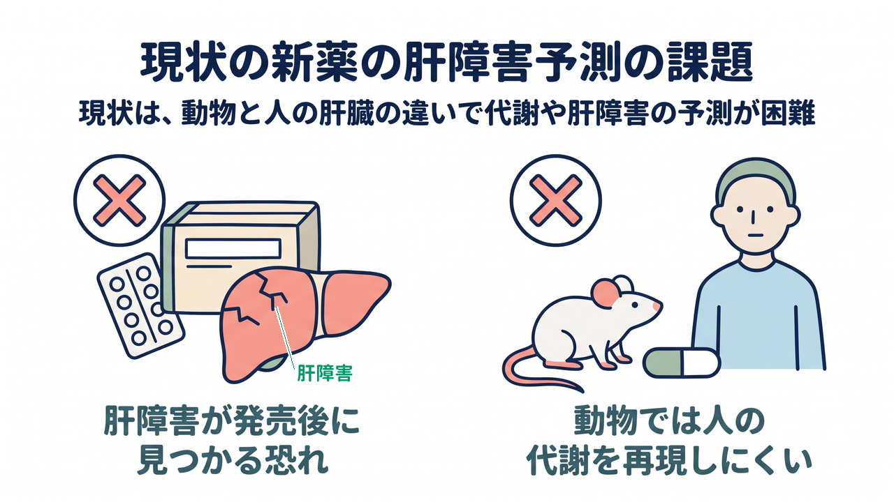 現状の新薬の肝障害予測の課題|現状は、動物と人の肝臓の違いで代謝や肝障害の予測が困難|肝障害が発売後に・見つかる恐れ/動物では人の・代謝を再現しにくい