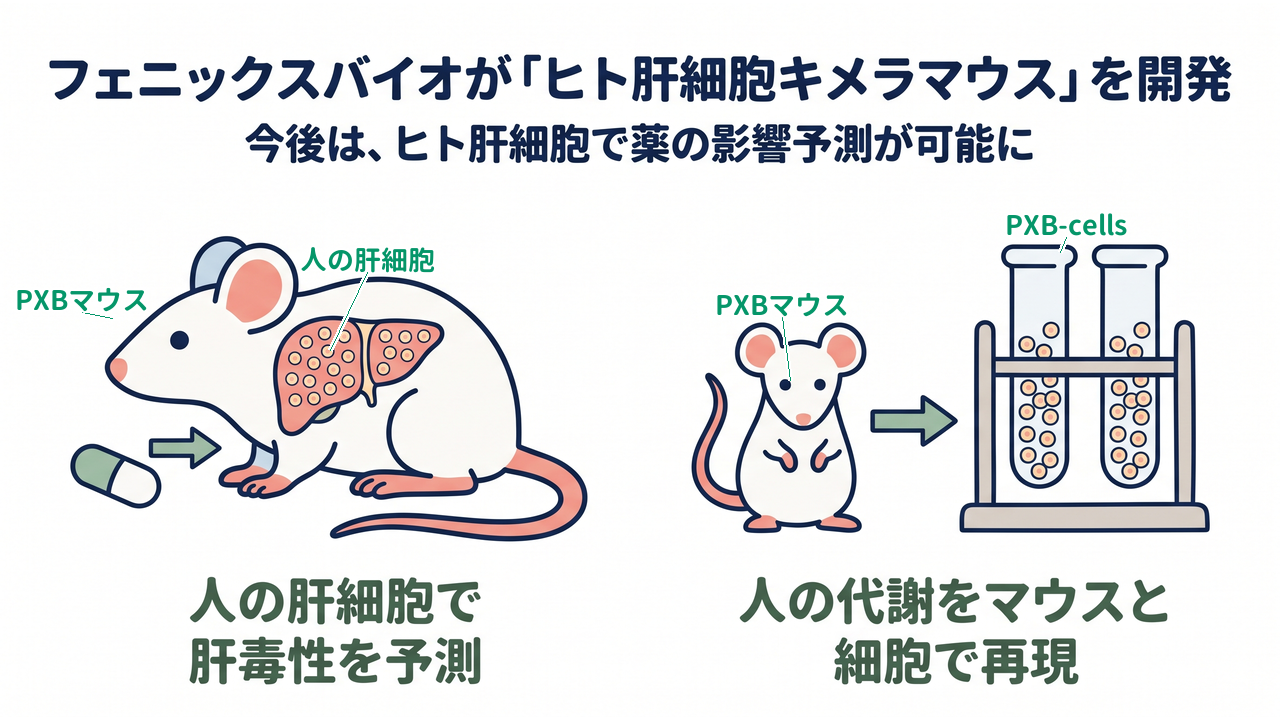 フェニックスバイオが「ヒト肝細胞キメラマウス」を開発|今後は、ヒト肝細胞で薬の影響予測が可能に|人の肝細胞で・肝毒性を予測/人の代謝をマウスと・細胞で再現