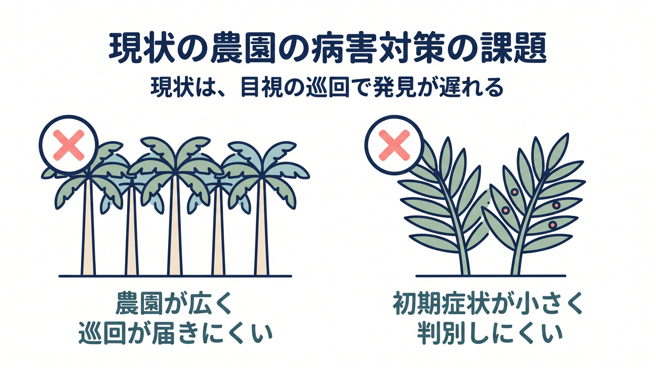 現状の農園の病害対策の課題|現状は、目視の巡回で発見が遅れる。並ぶアブラヤシで示す農園が広く巡回が届きにくい課題と、斑点のある葉で示す初期症状が小さく判別しにくい課題