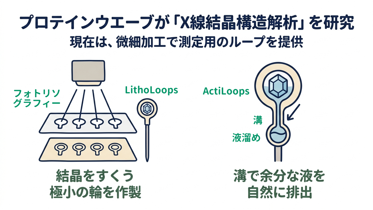 プロテインウエーブが「X線結晶構造解析」を研究｜現在は、微細加工で測定用のループを提供／結晶をすくう極小の輪を作製／溝で余分な液を自然に排出