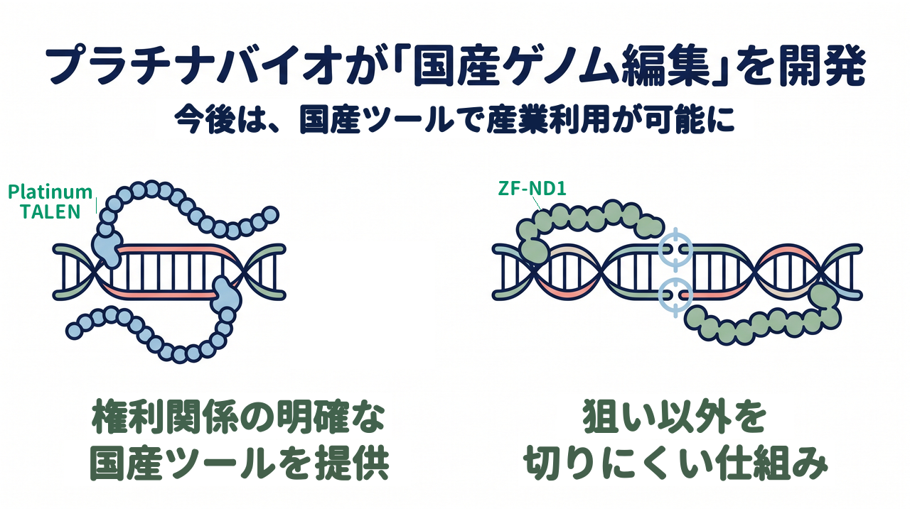 プラチナバイオが「国産ゲノム編集」を開発|今後は、国産ツールで産業利用が可能に|権利関係の明確な・国産ツールを提供/狙い以外を・切りにくい仕組み