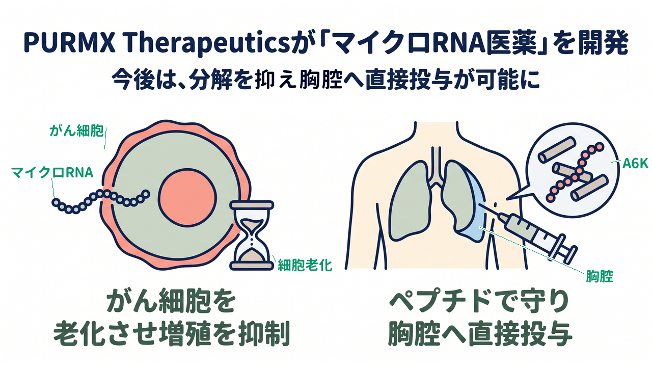 PURMX Therapeuticsが「マイクロRNA医薬」を開発｜今後は、分解を抑え胸腔へ直接投与が可能に｜がん細胞を・老化させ増殖を抑制／ペプチドで守り・胸腔へ直接投与