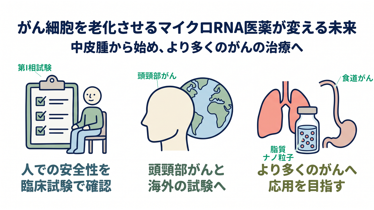 がん細胞を老化させるマイクロRNA医薬が変える未来｜中皮腫から始め、より多くのがんの治療へ｜人での安全性を・臨床試験で確認／頭頸部がんと・海外の試験へ／より多くのがんへ・応用を目指す