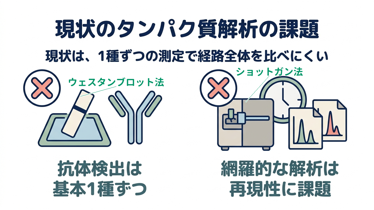 現状のタンパク質解析の課題｜現状は、1種ずつの測定で経路全体を比べにくい｜抗体検出は・基本1種ずつ／網羅的な解析は・再現性に課題