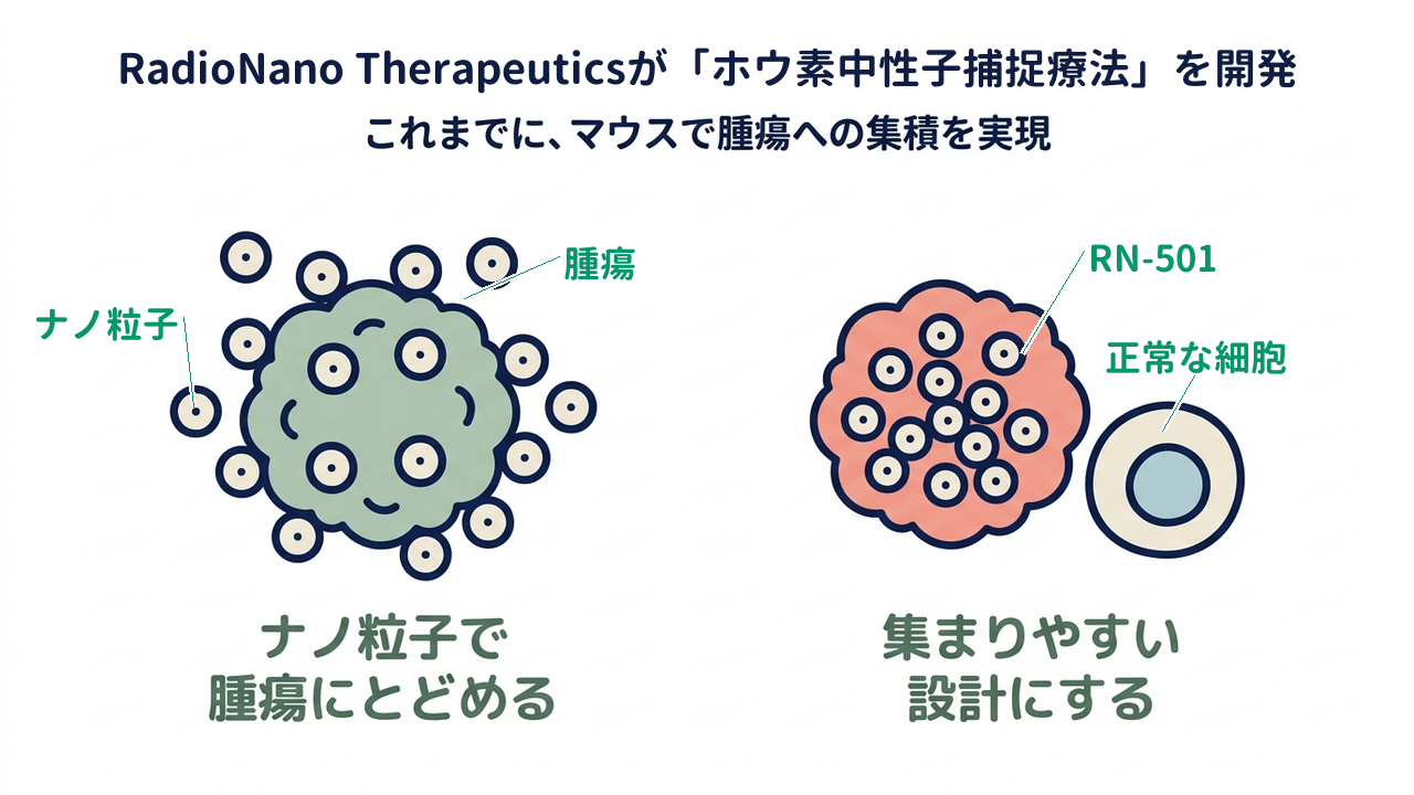 RadioNano Therapeuticsが「ホウ素中性子捕捉療法」を開発｜これまでに、マウスで腫瘍への集積を実現｜ナノ粒子で・腫瘍にとどめる／集まりやすい・設計にする