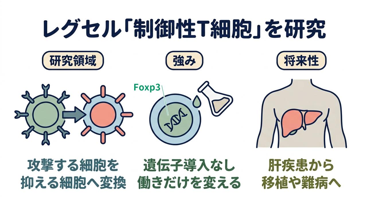 レグセル「制御性T細胞」を研究|研究領域=攻撃する細胞を・抑える細胞へ変換/強み=遺伝子導入なし・働きだけを変える/将来性=肝疾患から・移植や難病へ