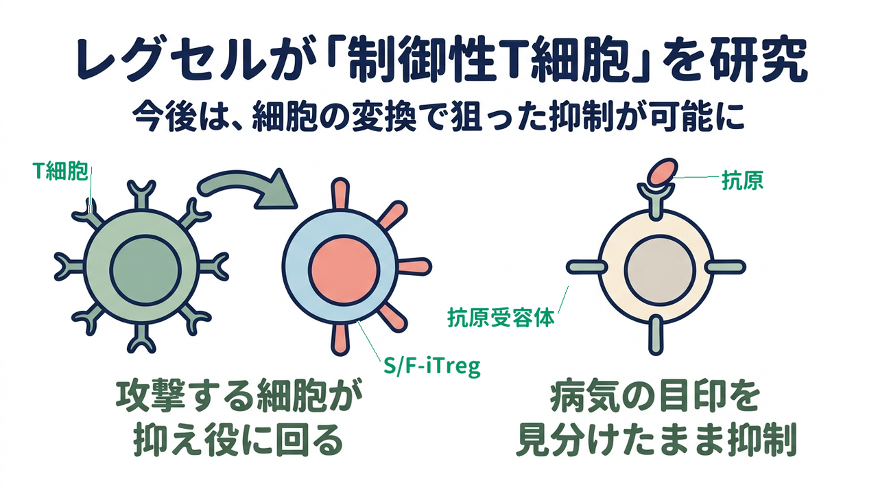 レグセルが「制御性T細胞」を研究|今後は、細胞の変換で狙った抑制が可能に|攻撃する細胞が・抑え役に回る/病気の目印を・見分けられる