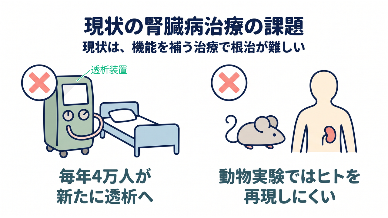 現状の腎臓病治療の課題|現状は、機能を補う治療で根治が難しい/毎年4万人が新たに透析へ/動物実験ではヒトを再現しにくい(透析装置の解説つき)