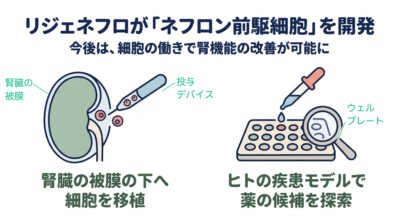 リジェネフロが「ネフロン前駆細胞」を開発|今後は、細胞の働きで腎機能の改善が可能に/腎臓の被膜の下へ細胞を移植/ヒトの疾患モデルで薬の候補を探索(腎臓の被膜・投与デバイス・ウェルプレートの解説つき)