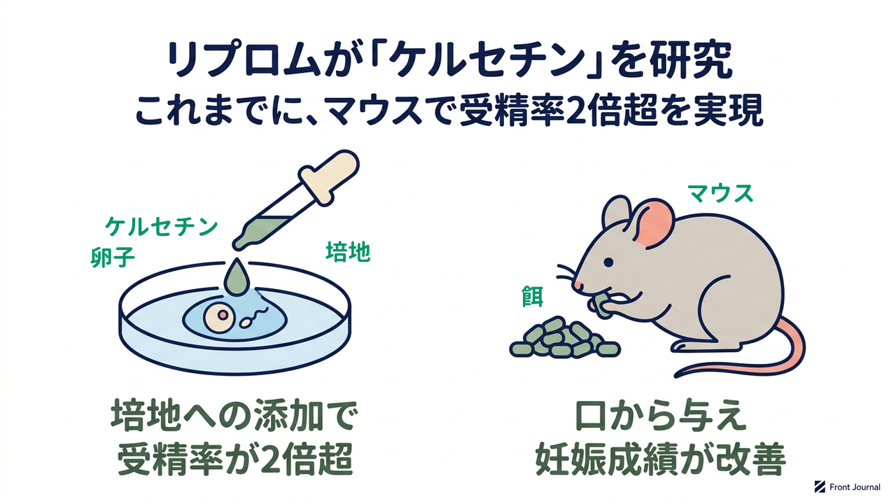 リプロムが「ケルセチン」を研究