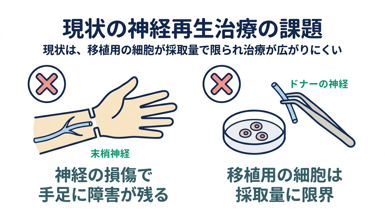 現状の神経再生治療の課題｜現状は、移植用の細胞が採取量で限られ治療が広がりにくい／神経の損傷で手足に障害が残る／移植用の細胞は採取量に限界