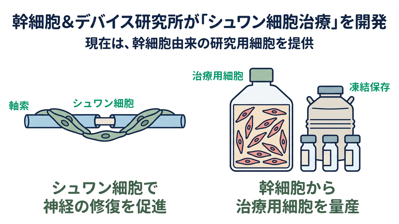 幹細胞＆デバイス研究所が「シュワン細胞治療」を開発｜現在は、幹細胞由来の研究用細胞を提供／シュワン細胞で神経の修復を促進／幹細胞から治療用細胞を量産