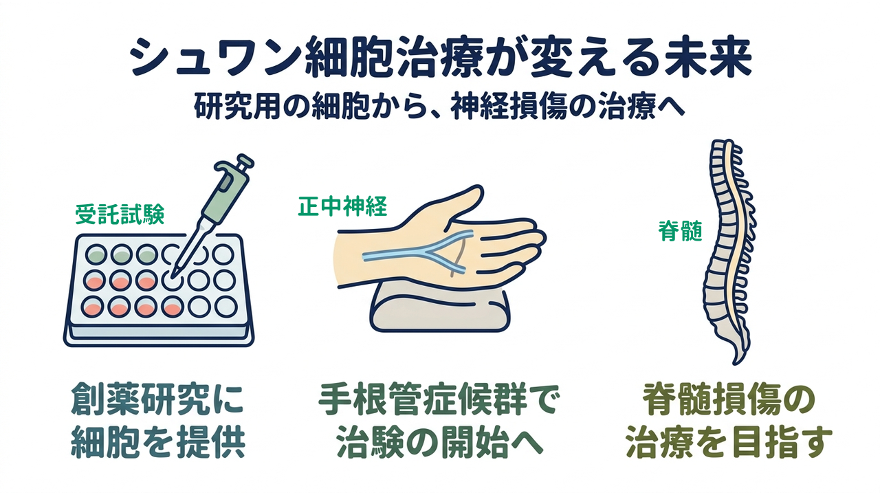 シュワン細胞治療が変える未来｜研究用の細胞から、神経損傷の治療へ／創薬研究に細胞を提供／手根管症候群で治験の開始へ／脊髄損傷の治療を目指す