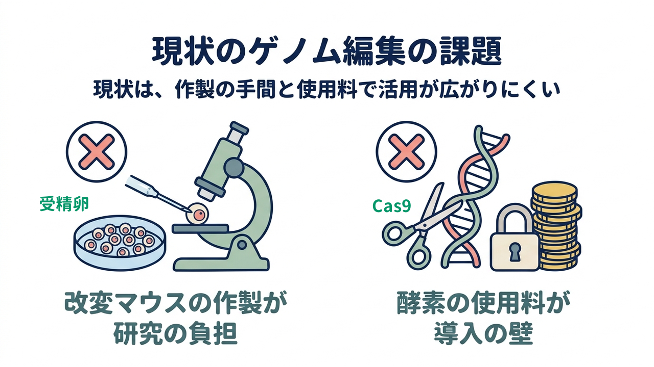 現状のゲノム編集の課題|現状は、作製の手間と使用料で活用が広がりにくい/改変マウスの作製が研究の負担/酵素の使用料が導入の壁