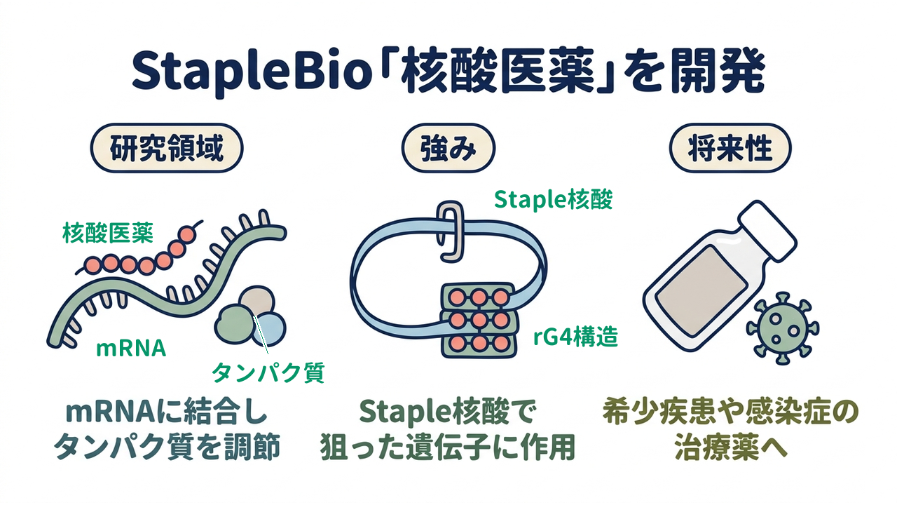 StapleBio「核酸医薬」を開発