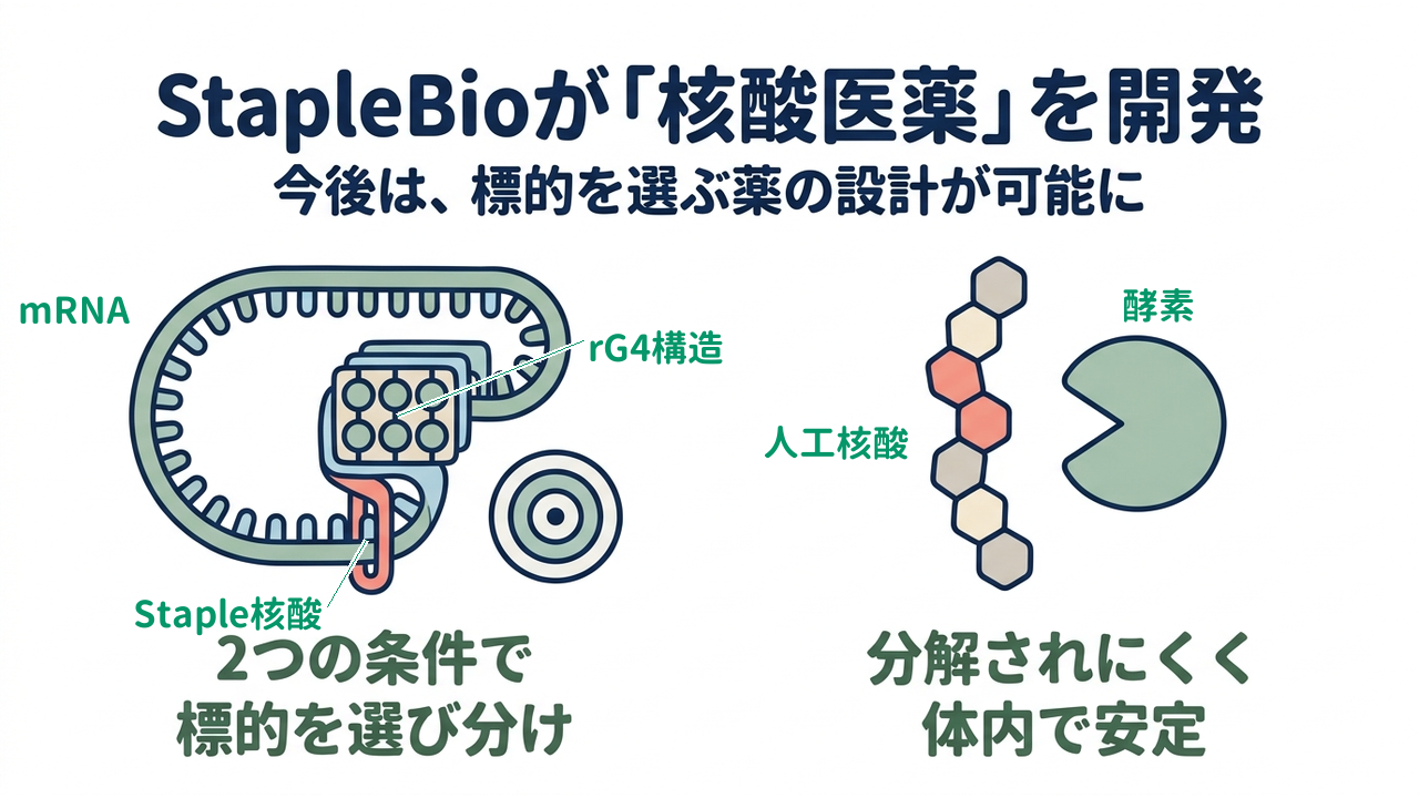 StapleBioが「核酸医薬」を開発