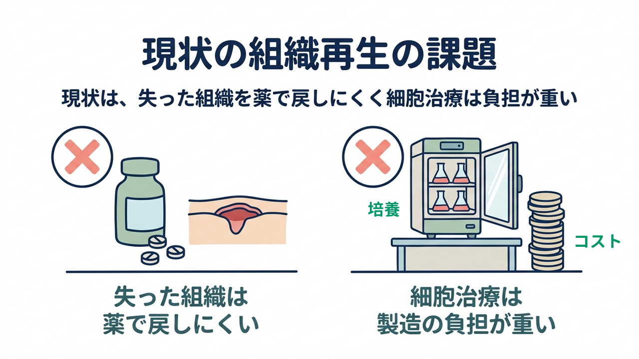 現状の組織再生の課題｜現状は、失った組織を薬で戻しにくく細胞治療は負担が重い｜失った組織は・薬で戻しにくい／細胞治療は・製造の負担が重い