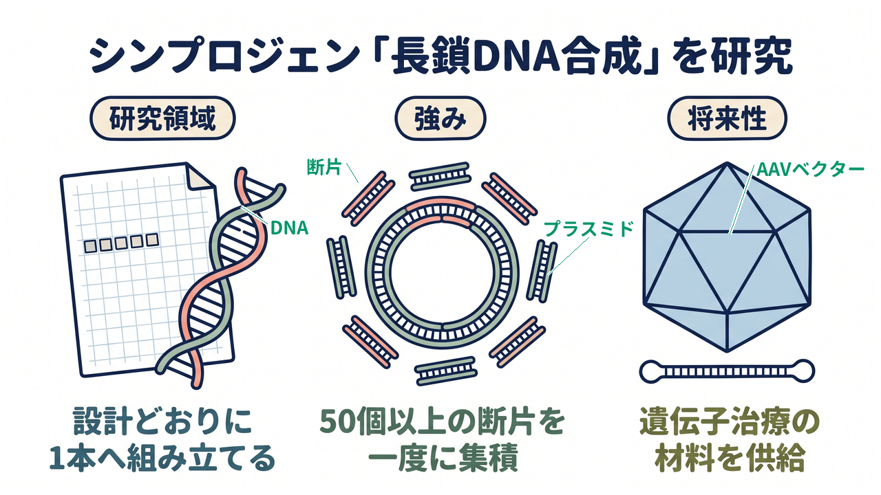 シンプロジェン「長鎖DNA合成」を研究｜研究領域=設計どおりに1本へ組み立てる／強み=50個以上の断片を一度に集積／将来性=遺伝子治療の材料を供給