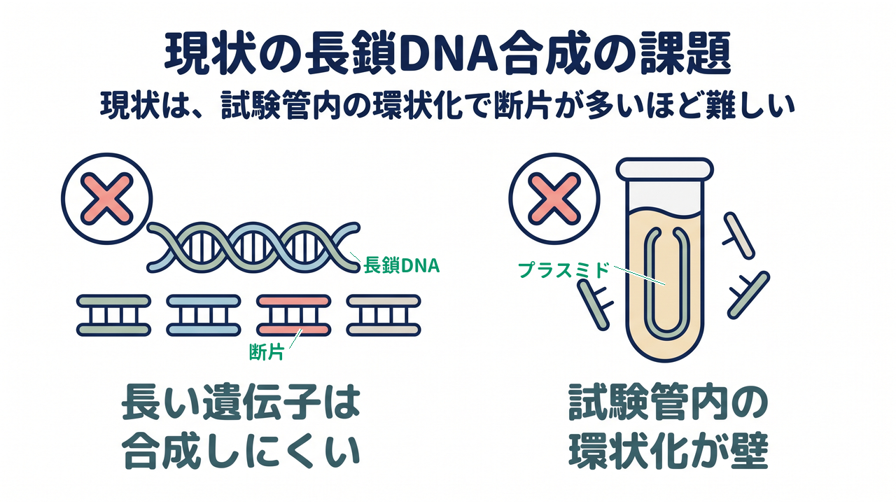 現状の長鎖DNA合成の課題｜長い遺伝子は合成しにくい／試験管内の環状化が壁