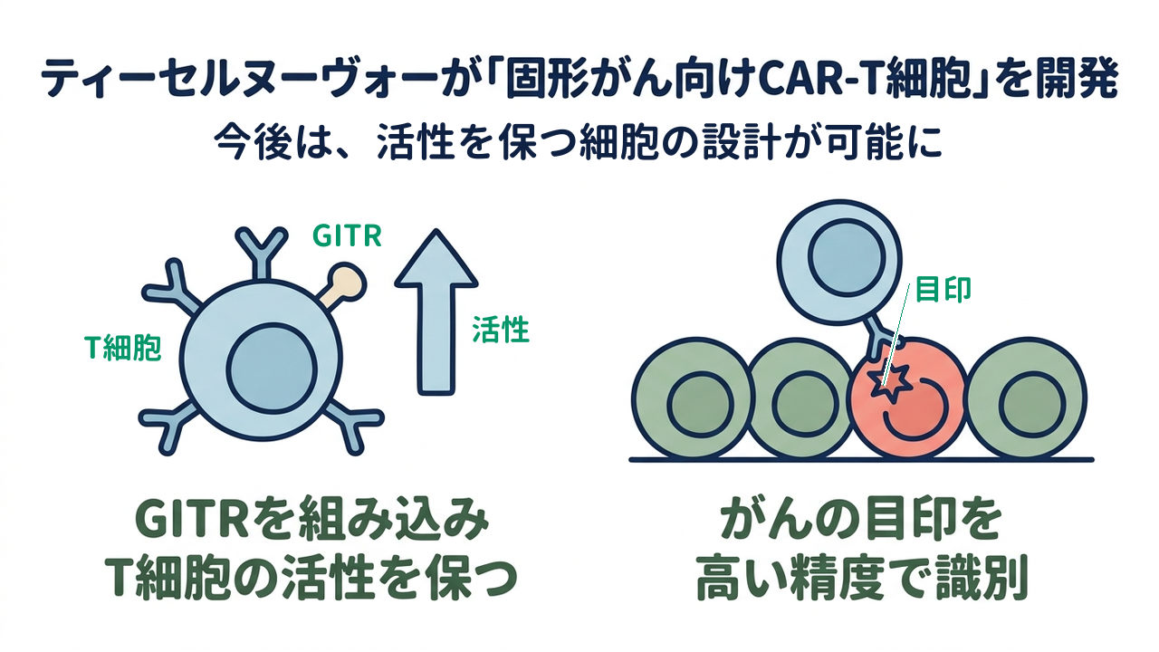 ティーセルヌーヴォーが「固形がん向けCAR-T細胞」を開発｜今後は、活性を保つ細胞の設計が可能に｜GITRを組み込み・T細胞の活性を保つ／がんの目印を・高い精度で識別