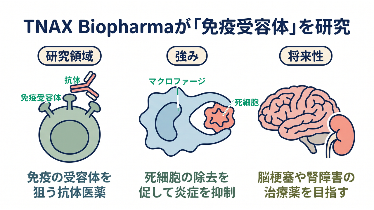 TNAX Biopharmaが「免疫受容体」を研究|研究領域=免疫の受容体を狙う抗体医薬/強み=死細胞の除去を促して炎症を抑制/将来性=脳梗塞や腎障害の治療薬を目指す