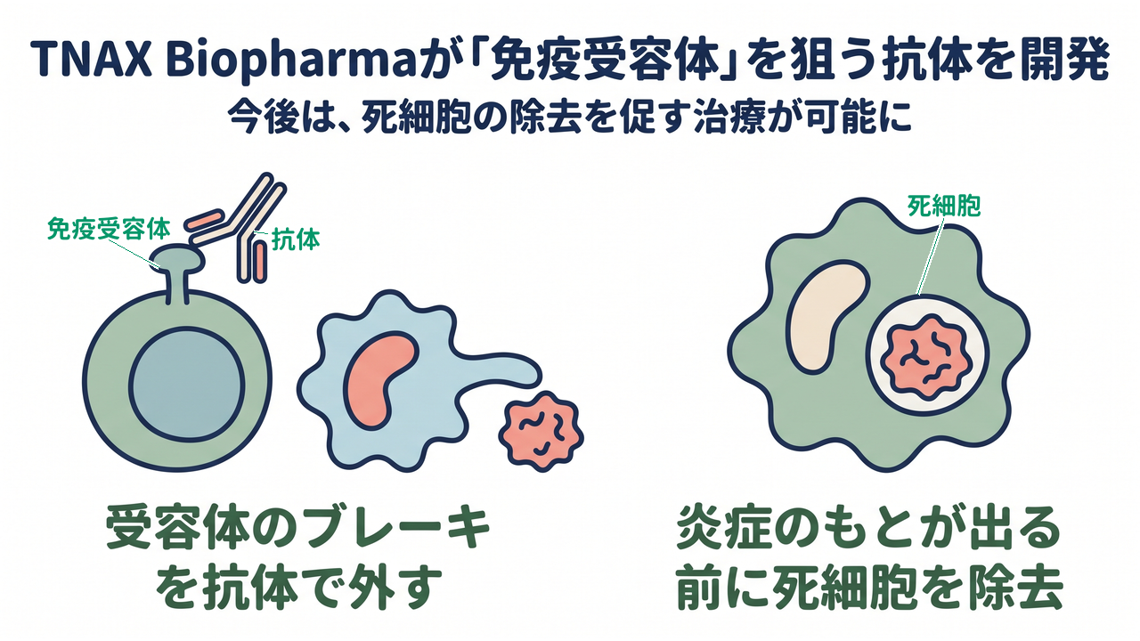 TNAX Biopharmaが「免疫受容体」を狙う抗体を開発|今後は、死細胞の除去を促す治療が可能に|受容体のブレーキを抗体で外す/炎症のもとが出る前に死細胞を除去