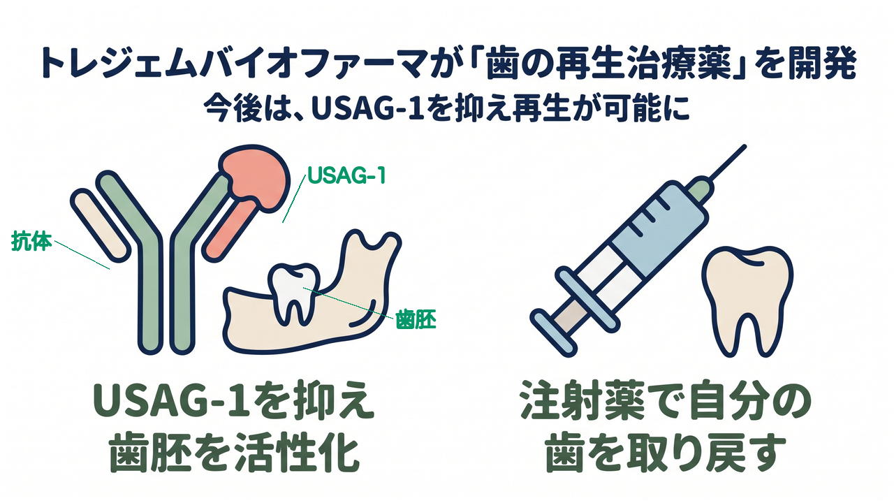 トレジェムバイオファーマが「歯の再生治療薬」を開発｜今後は、USAG-1を抑え再生が可能に／USAG-1を抑え歯胚を活性化／注射薬で自分の歯を取り戻す