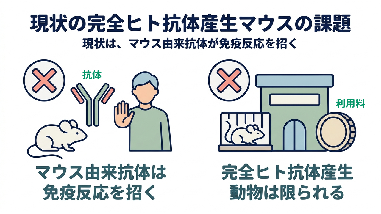 現状の完全ヒト抗体産生マウスの課題｜マウス由来抗体は免疫反応を招く／完全ヒト抗体産生動物は限られる