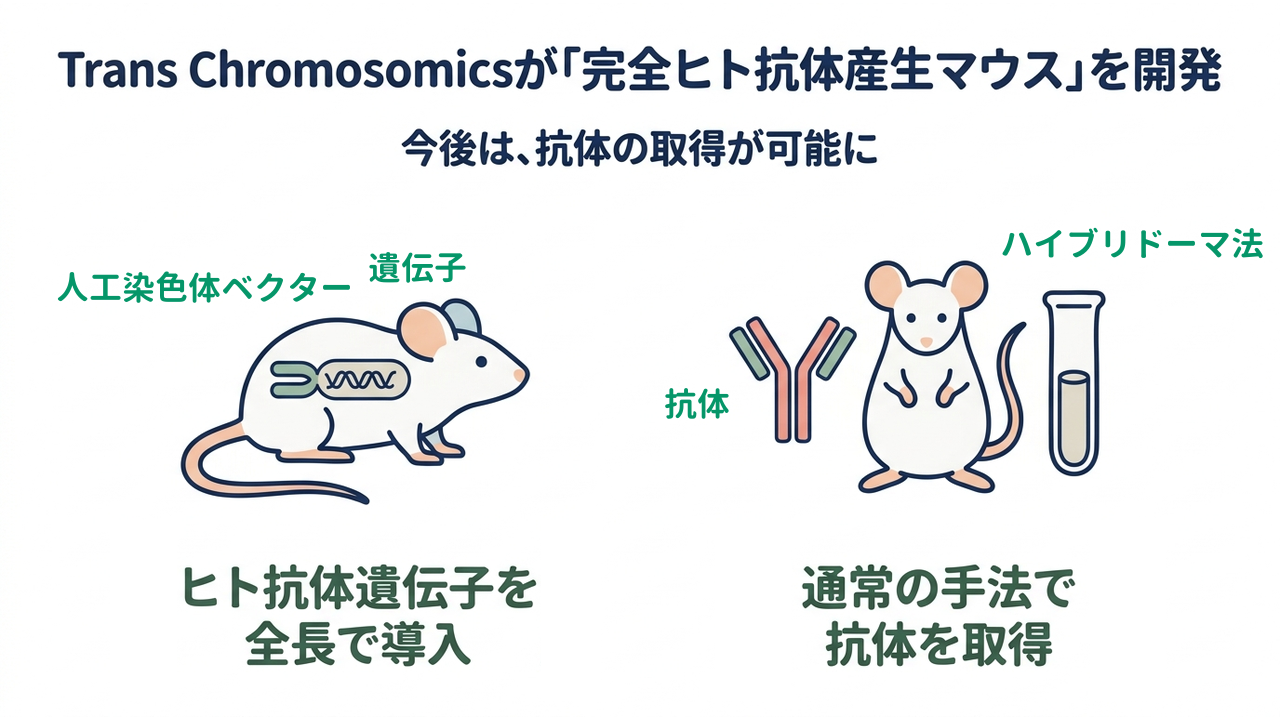 Trans Chromosomicsが「完全ヒト抗体産生マウス」を開発｜人工染色体でヒト抗体遺伝子を全長導入／通常の手法で完全ヒト抗体を取得