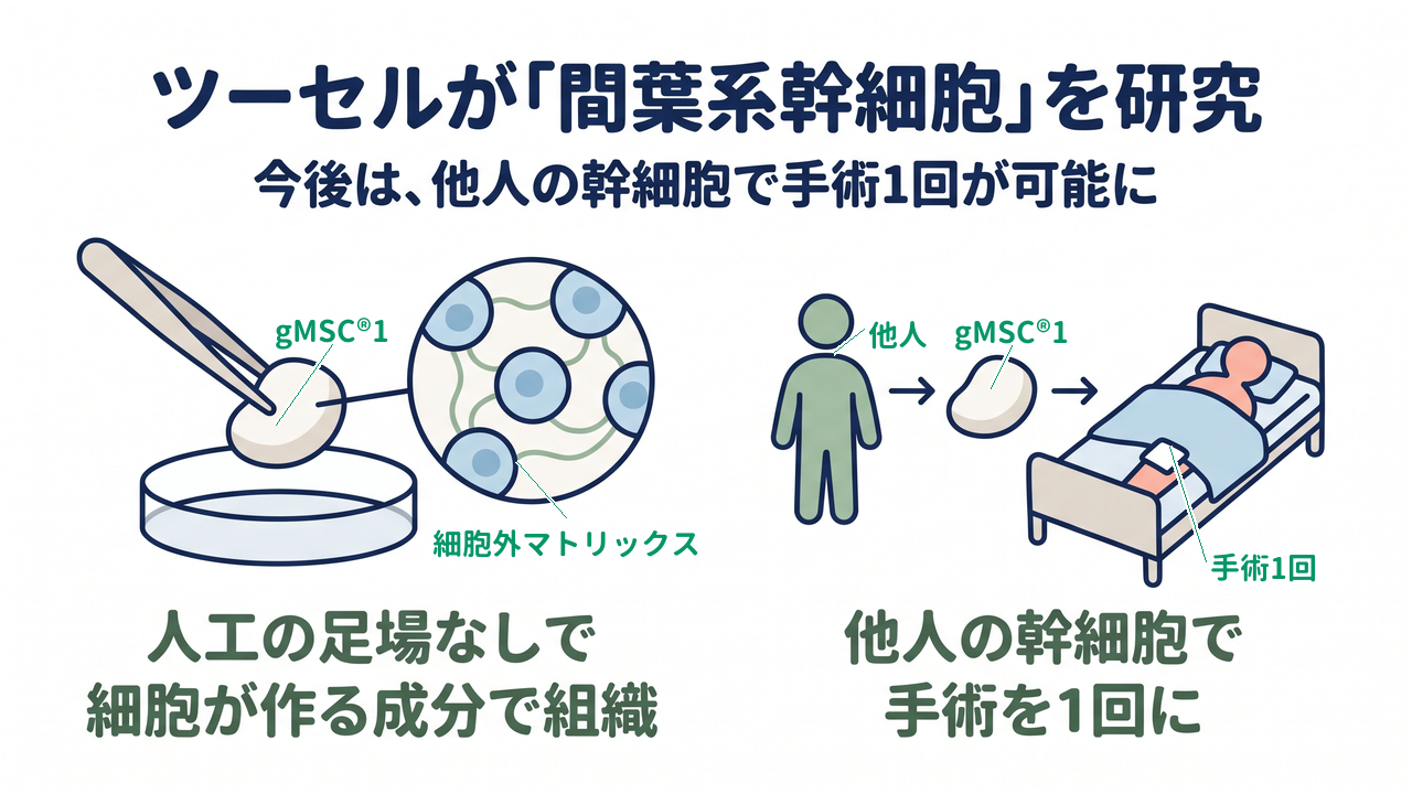 ツーセルが「間葉系幹細胞」を研究｜今後は、他人の幹細胞で手術1回が可能に｜人工の足場なしで・細胞が作る成分で組織／他人の幹細胞で・手術を1回に