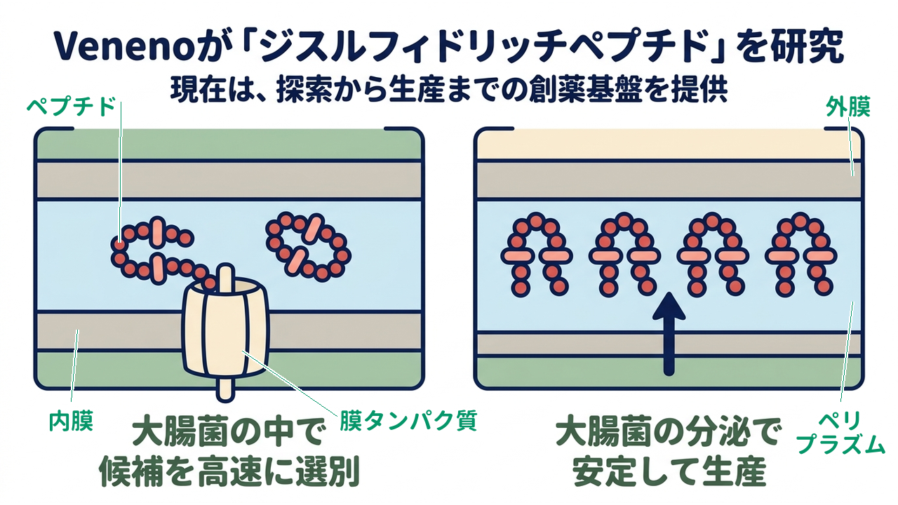 Venenoが「ジスルフィドリッチペプチド」を研究｜現在は、探索から生産までの創薬基盤を提供／大腸菌の中で候補を高速に選別／大腸菌の分泌で安定して生産