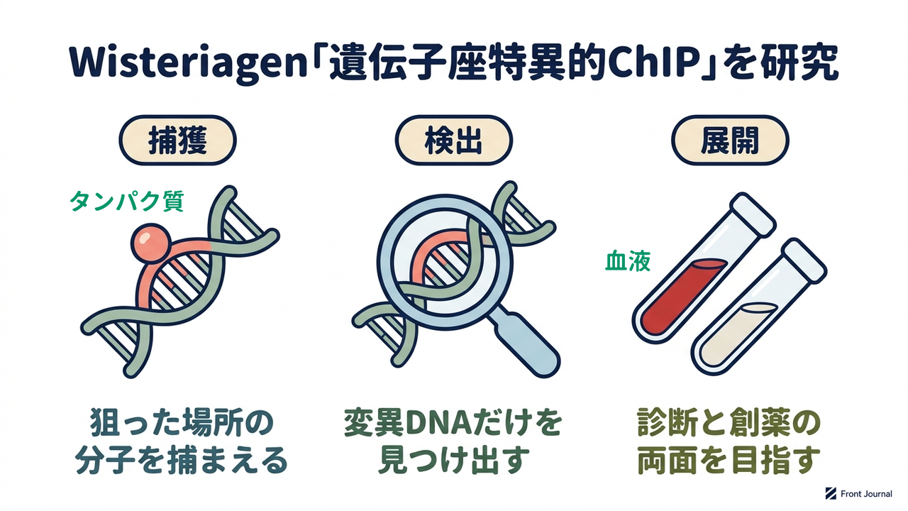 Wisteriagen「遺伝子座特異的ChIP」を研究