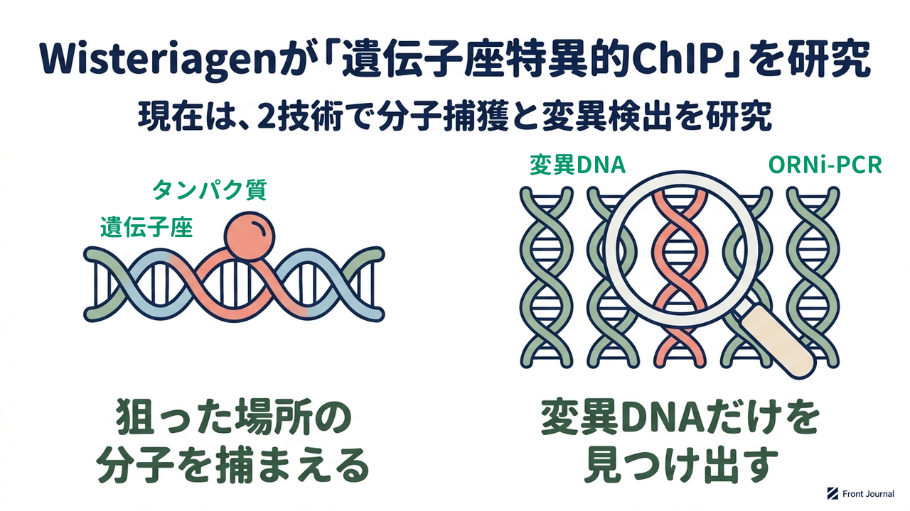 Wisteriagenが「遺伝子座特異的ChIP」を研究