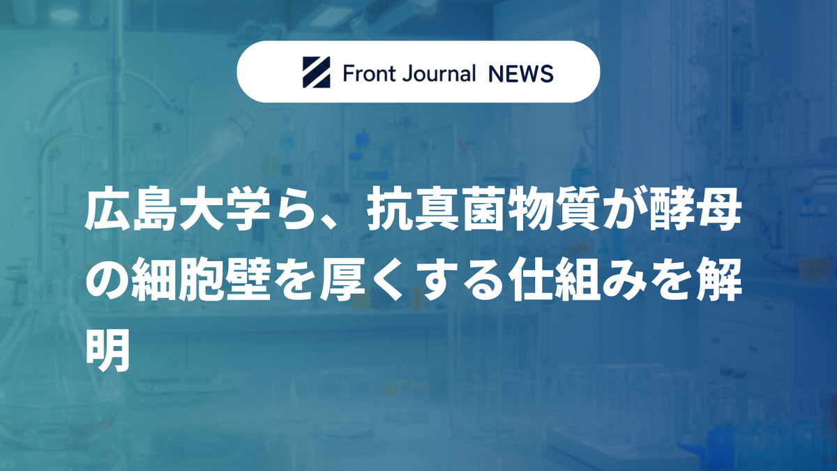 広島大学ら、抗真菌物質が酵母の細胞壁を厚くする仕組みを解明