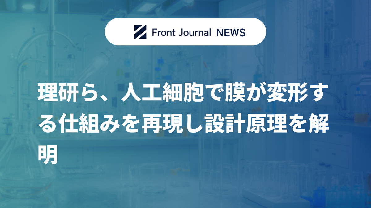 理研ら、人工細胞で膜が変形する仕組みを再現し設計原理を解明