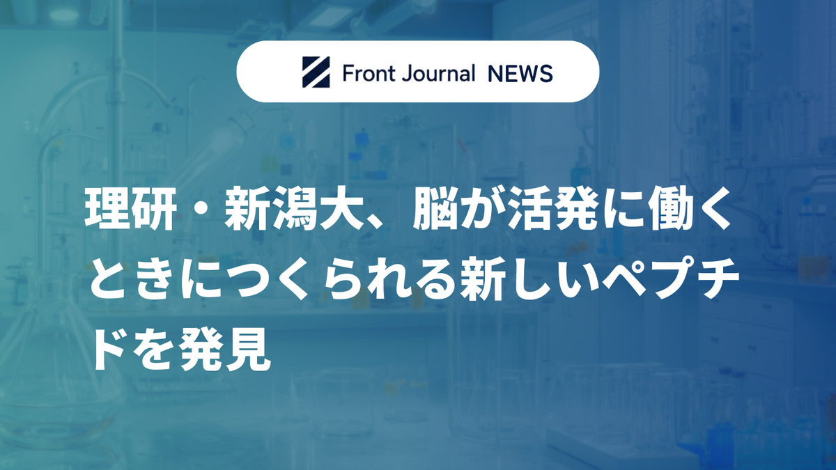 理研・新潟大、脳が活発に働くときにつくられる新しいペプチドを発見