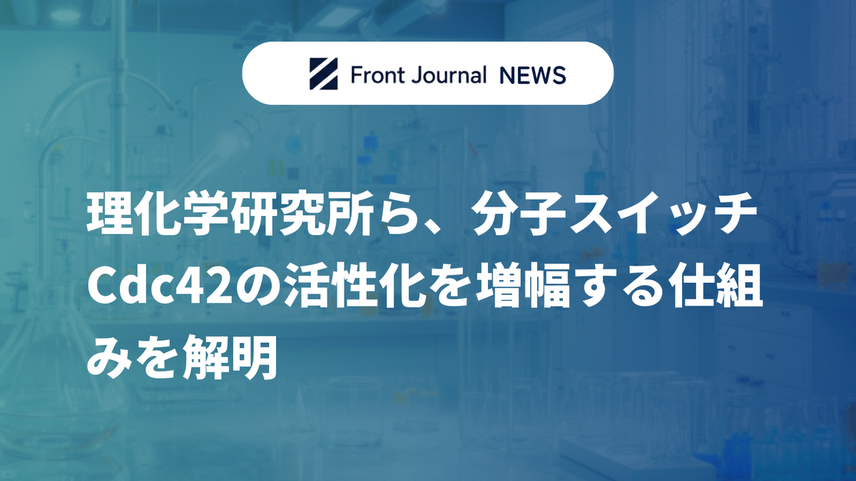 理化学研究所ら、分子スイッチCdc42の活性化を増幅する仕組みを解明
