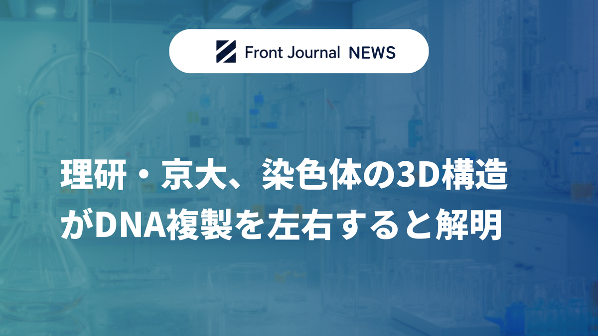 理研・京大、染色体の3D構造がDNA複製を左右すると解明
