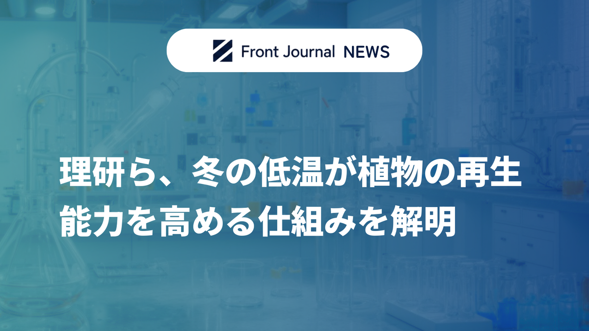 理研ら、冬の低温が植物の再生能力を高める仕組みを解明