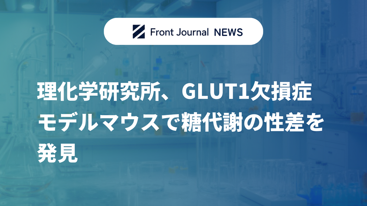 理化学研究所、GLUT1欠損症モデルマウスで糖代謝の性差を発見