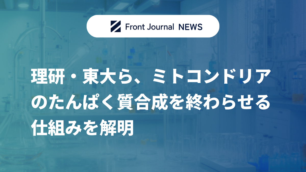 理研・東大ら、ミトコンドリアのたんぱく質合成を終わらせる仕組みを解明