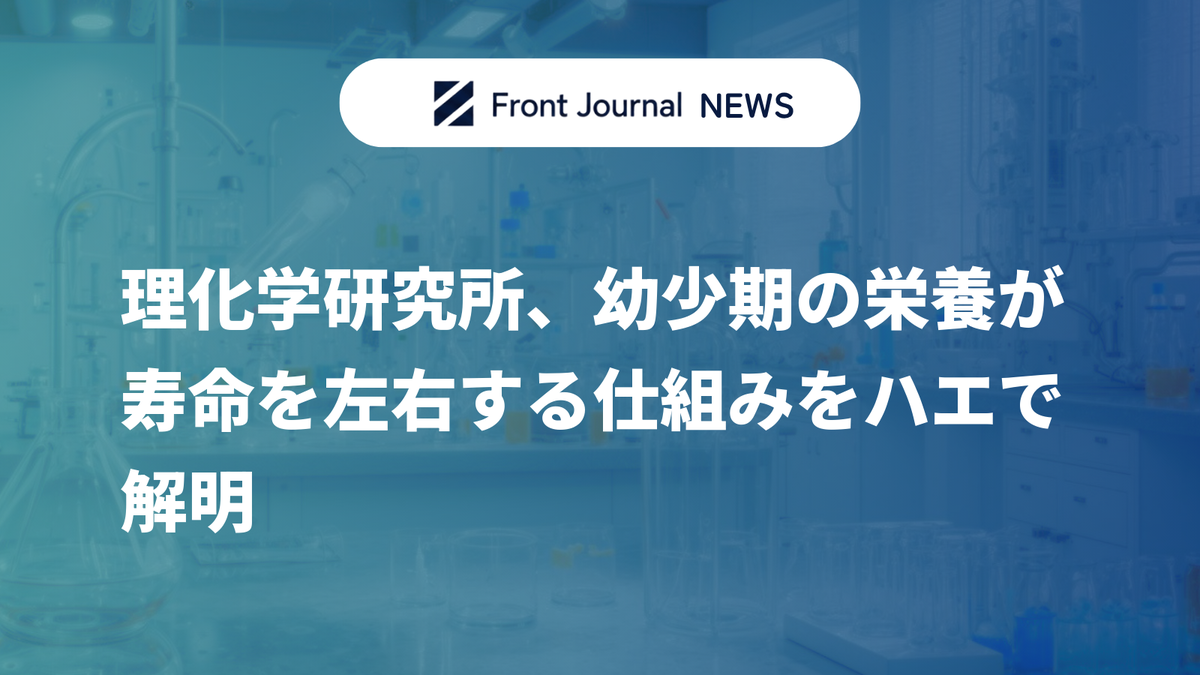 理化学研究所、幼少期の栄養が寿命を左右する仕組みをハエで解明